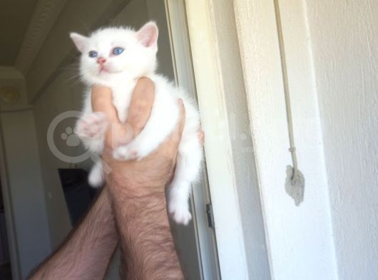 Evinizin Neşesi Olucak Top Kafa Bebekler