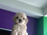 Orjinal A Kalite Maltipoo