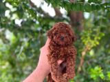 ÜST DÜZEY TEACUP POODLE BEBEKLER