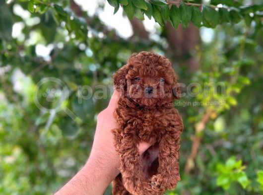 Üst Düzey Teacup Poodle Bebekler