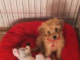 Poodle dişi