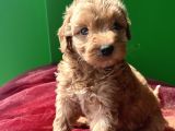 Orjinal A kalite Maltipoo