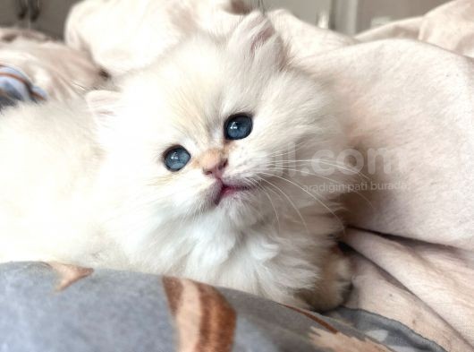 Wcf Full Şecereli Ny1133 Erkek görsel