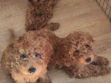 A SCR TOY POODLE  YAVRULARIMIZ