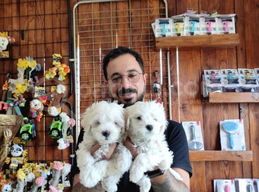 Bembeyaz Hi̇ç Büyümeyen Maltese Terri̇er görsel