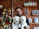 Bembeyaz Hi̇ç Büyümeyen Maltese Terri̇er