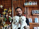Bembeyaz Hi̇ç Büyümeyen Maltese Terri̇er