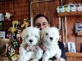 Bembeyaz Hi̇ç Büyümeyen Maltese Terri̇er
