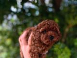 Üst Düzey Teacup Poodle Bebekler