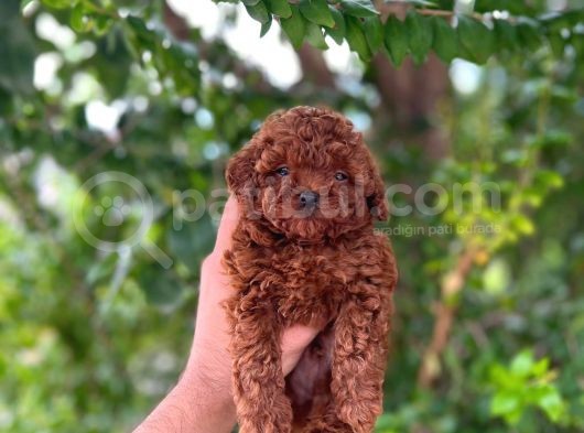 Üst Düzey Teacup Poodle Bebekler görsel