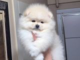 Pomeranian boo Köpek SON 1 HAFTA 25 BİN TL TÜM EŞYALARIYLA