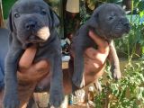 Blue Cane Corso Yavrularım