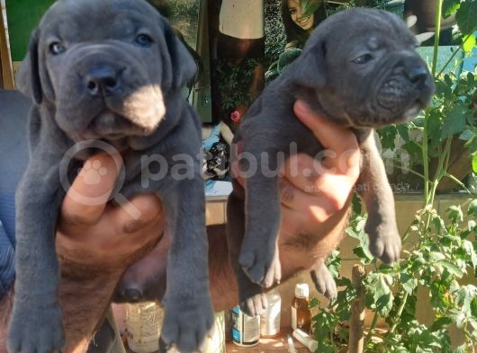 Blue Cane Corso Yavrularım görsel