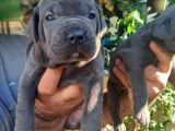 Blue Cane Corso Yavrularım