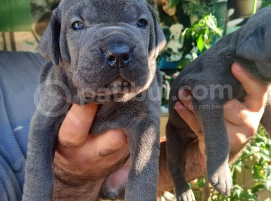 Blue Cane Corso Yavrularım görsel
