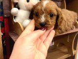 Teacup Ev Şekerleri Ailelere Uygun Maltipoo