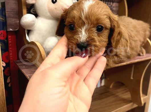 Teacup Ev Şekerleri Ailelere Uygun Maltipoo görsel