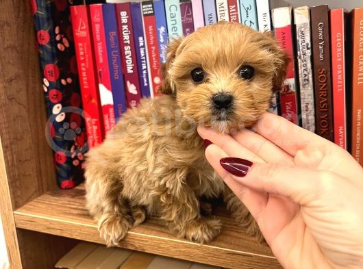 Teacup Ev Şekerleri Ailelere Uygun Maltipoo