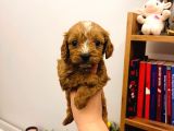 Teacup Ev Şekerleri Ailelere Uygun Maltipoo