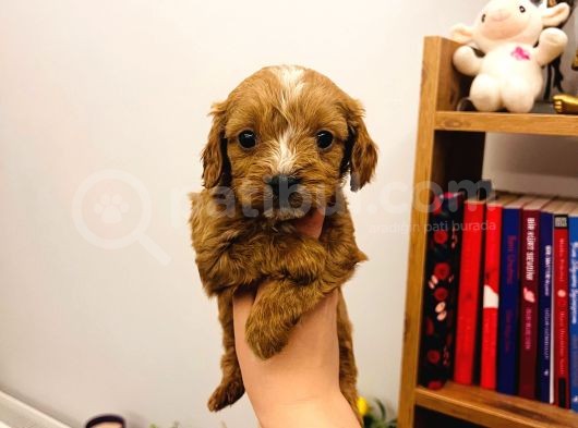 Teacup Ev Şekerleri Ailelere Uygun Maltipoo görsel