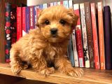 Teacup Ev Şekerleri Ailelere Uygun Maltipoo