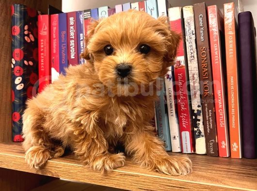 Teacup Ev Şekerleri Ailelere Uygun Maltipoo görsel