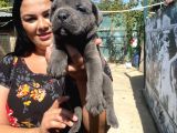 Blue Cane Corso Yavrularım