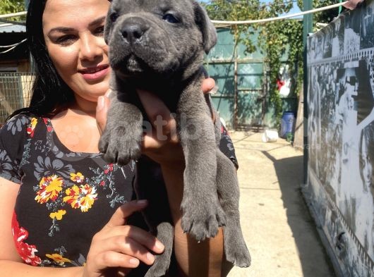Blue Cane Corso Yavrularım görsel