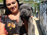 Blue Cane Corso Yavrularım