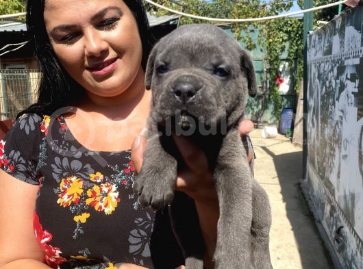Blue Cane Corso Yavrularım görsel