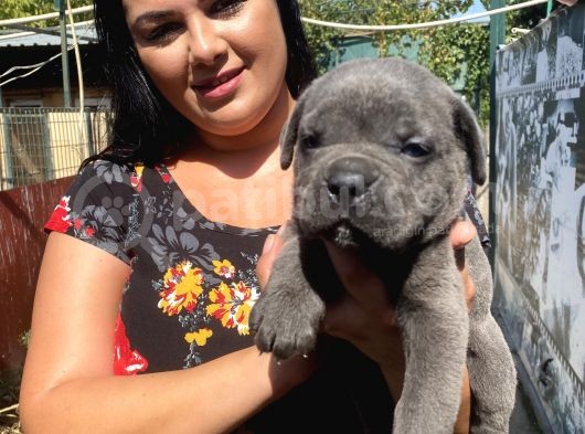 Blue Cane Corso Yavrularım