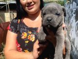 Blue Cane Corso Yavrularım