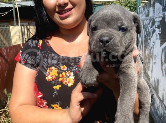 Blue Cane Corso Yavrularım görsel