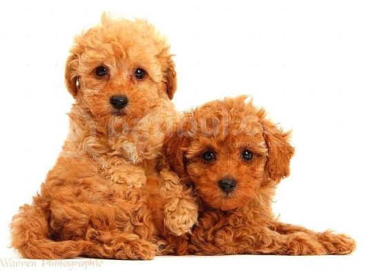 Tooy Poodle Yavrumuz 0 Teacup 