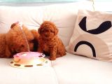 TOOY POODLE YAVRUMUZ 0 TEACUP 