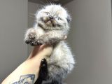 Scottish Fold Chocolate Point