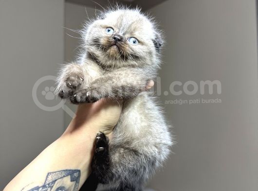 Scottish Fold Chocolate Point görsel