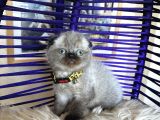 Scottish Fold Chocolate Point