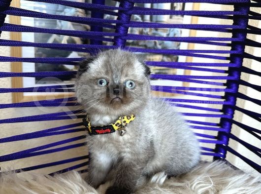 Scottish Fold Chocolate Point görsel