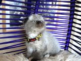 Scottish Fold Chocolate Point