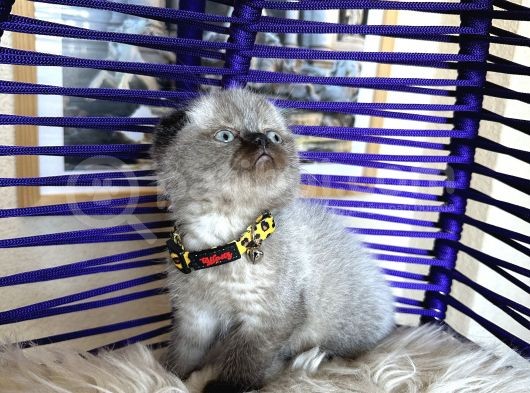Scottish Fold Chocolate Point görsel