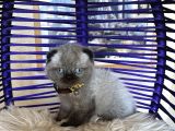 Scottish Fold Chocolate Point