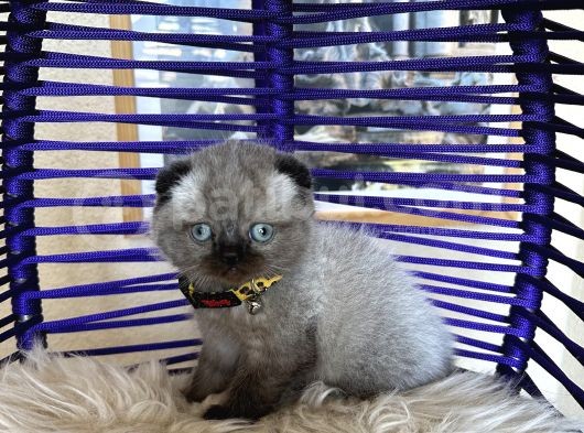 Scottish Fold Chocolate Point görsel