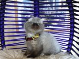 Scottish Fold Chocolate Point