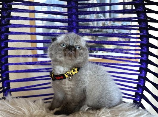 Scottish Fold Chocolate Point görsel