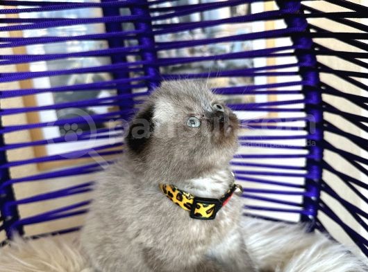 Scottish Fold Chocolate Point görsel
