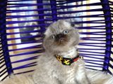 Scottish fold Chocolate Point