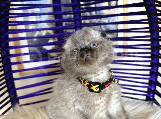 Scottish Fold Chocolate Point