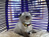 Scottish Fold Chocolate Point