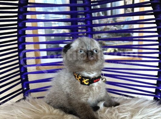 Scottish Fold Chocolate Point görsel